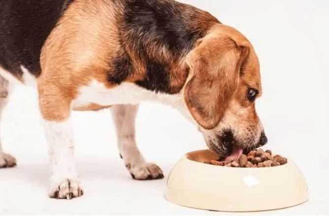 dog food machine